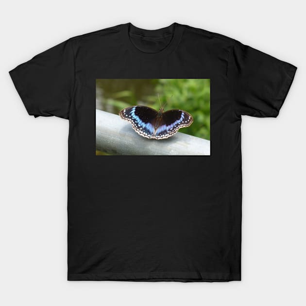 Stunning Blue Butterfly T-Shirt by KaSaPo